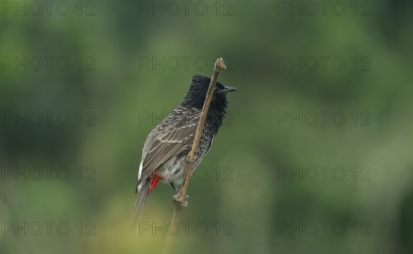 The red vented bulbul (Pycnonotus cafer) stands on a bamboo branch against a green background, Gazipur, Bangladesh