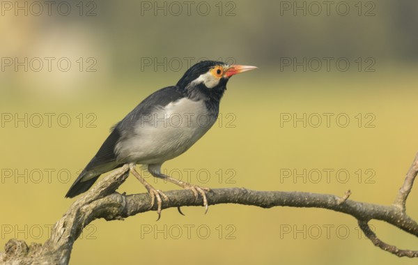 Indian pied myna (Gracupica contra) on a branch with a blurred natural background, Gazipur, Bangladesh