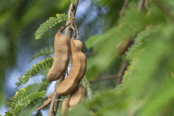 Close-up of tamarind hanging on a tree with green leaves