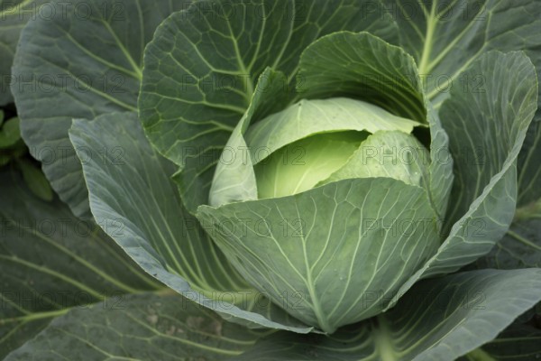 Close-up of a green cabbage with large leaves in a garden setting