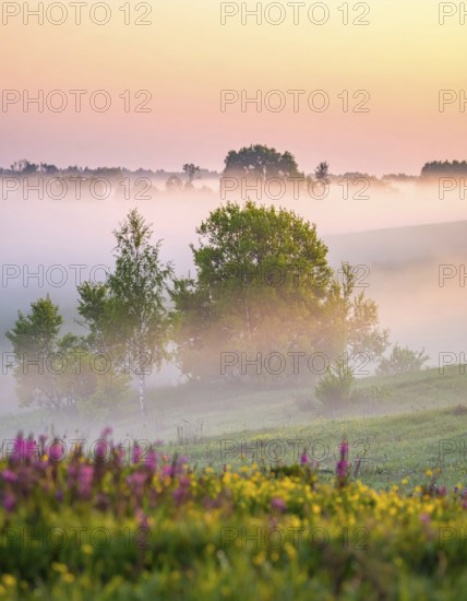 A misty field at sunrise with soft light illuminating trees and greenery, creating a serene atmosphere, spring or summer landscape, morning and the first sun lights at sunrise in fog, clear sky, idyllic nature with calm atmosphere, trees on hills, foggy river with mist, AI generated