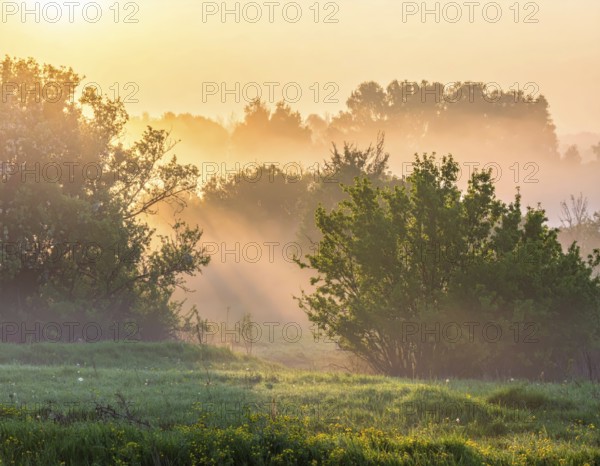 A misty field at sunrise with soft light illuminating trees and greenery, creating a serene atmosphere, spring or summer landscape, morning and the first sun lights at sunrise in fog, clear sky, idyllic nature with calm atmosphere, trees on hills, foggy river with mist, AI generated