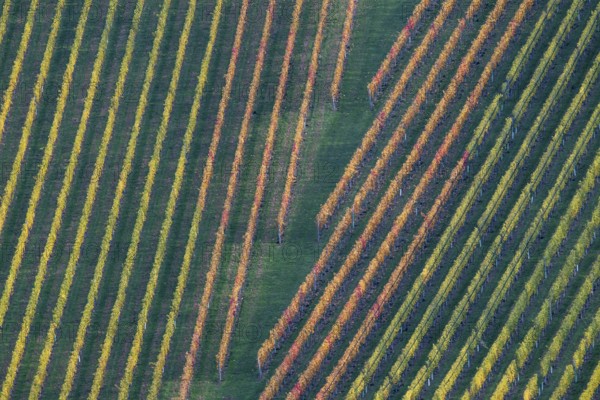 Typical landscape in autumn with vineyards, South Styrian hills, South Styrian wine route, Styria, Austria