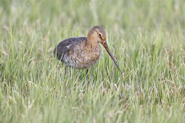 Blacktail (Limosa limosa) runs on the shore of a lake in a moor, snipe birds, wildlife, nature photography, oxmoor, Dümmer See, Hüde, Lower Saxony, Germany