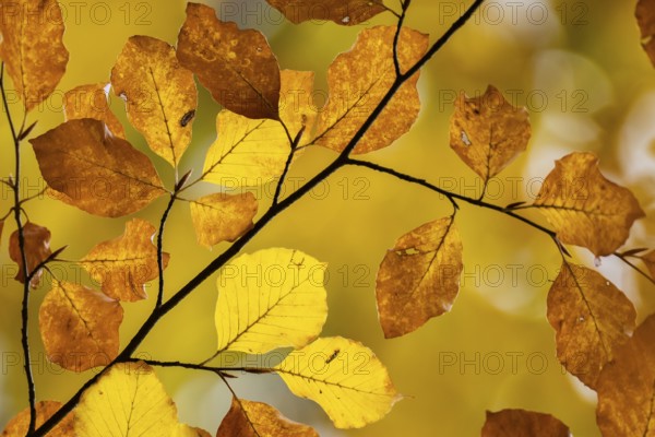 Yellow-brown colored beech leaves, autumn, Stuttgart, Germany