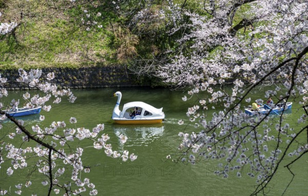 Chidorigafuchi Canal with rowing boats, blooming cherry trees on the shore, castle moat, Japanese cherry blossom in spring, Hanami festival, Chidorigafuchi Green Way, Tokyo, Japan
