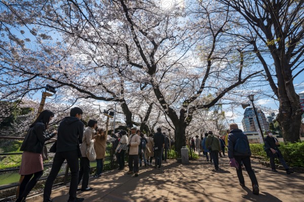 People walking under blooming cherry trees, Japanese cherry blossoms in spring, Hanami Festival, Chidorigafuchi Green Way, Tokyo, Japan
