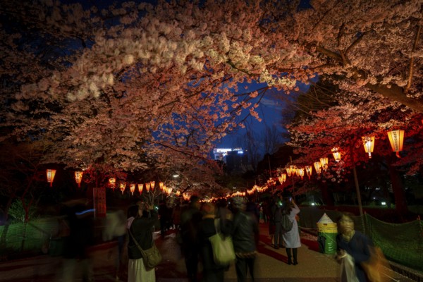 People walking through the park, blooming cherry trees and illuminated lanterns with Japanese lettering in the evening, blue hour, Hanami festival in spring, long exposure, Ueno Park, Tokyo, Japan