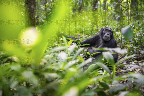 Chimpanzee (Pan Troglodytes) among green leaves, adult male among leaves in the jungle, Kibale National Park, Uganda