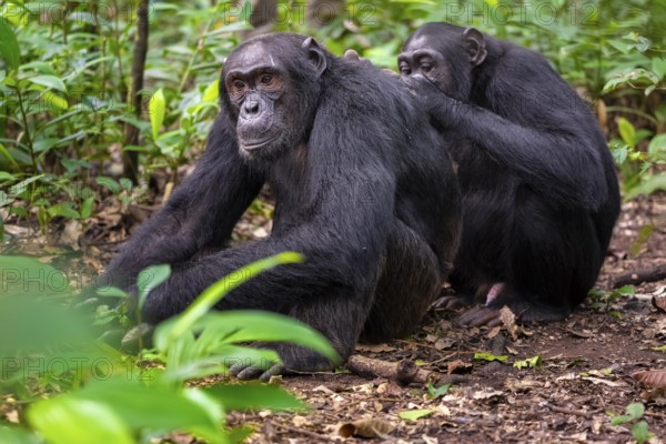 Two chimpanzees (Pan Troglodytes), adult male spawning, grooming in the jungle, Kibale National Park, Uganda
