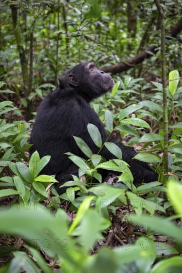 Chimpanzee (Pan Troglodytes), male on the ground, jungle in Kibale National Park, Uganda