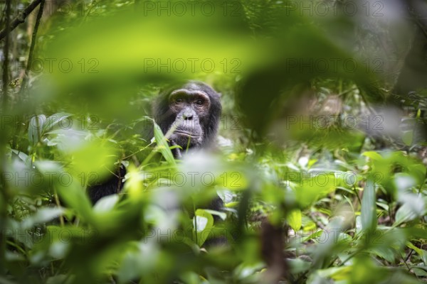 Chimpanzee (Pan Troglodytes), male looking thoughtfully, on the ground, mood, green jungle in Kibale National Park, Uganda