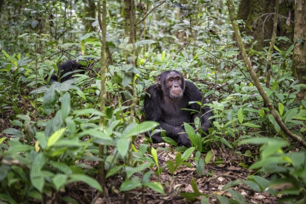 Chimpanzee (Pan Troglodytes), male on the ground, jungle in Kibale National Park, Uganda