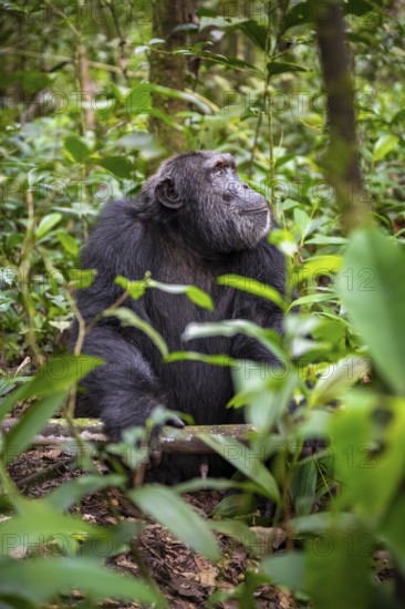 Chimpanzee (Pan Troglodytes), male on the ground, jungle in Kibale National Park, Uganda