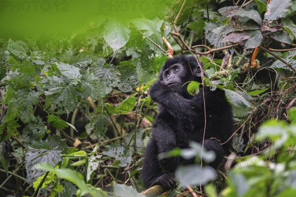 Mountain gorilla (Gorilla beringei beringei), juvenile, Bwindi Impenetrable Forest, Uganda