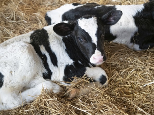 Holstein calf resting on straw in a barn