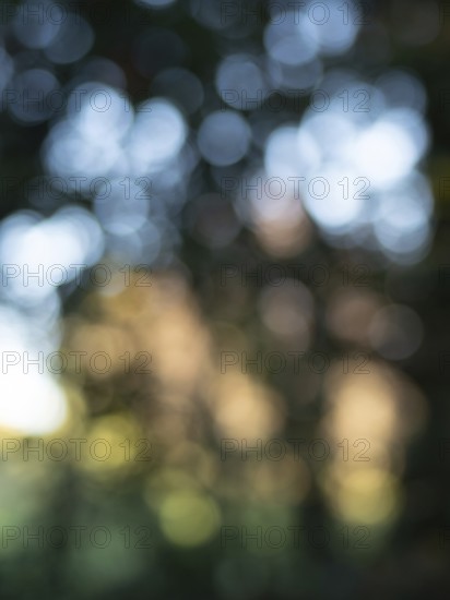 Beautiful bokeh effect created by natural light filtering through trees, forming an abstract background