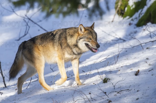 European gray wolf (Canis lupus lupus) walking in a forest in winter, snow, Bavaria, Germany