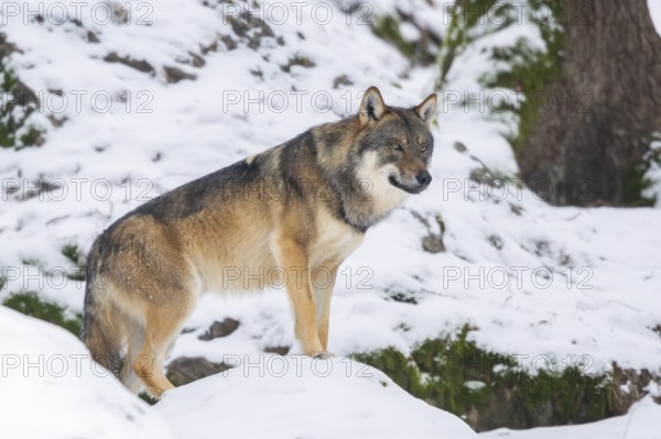 European gray wolf (Canis lupus lupus) standing in a forest in winter, snow, Bavaria, Germany