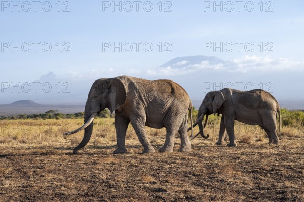 Two African elephants (Loxodonta africana) in a picturesque landscape with the summit of Mount Kilimanjaro, the famous Super Tusker elephant Craig and Pascal, old male with long tusks, in atmospheric evening light, Kajiado County, Kenya