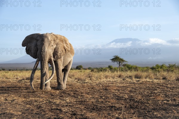 African elephant (Loxodonta africana) in picturesque landscape with the summit of Mount Kilimanjaro, the famous Super Tusker elephant Craig, old male with long tusks, in the evening light, Kajiado County, Kenya