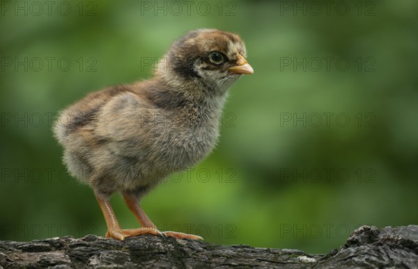 A fluffy baby chicken stands on a tree against a soft green background