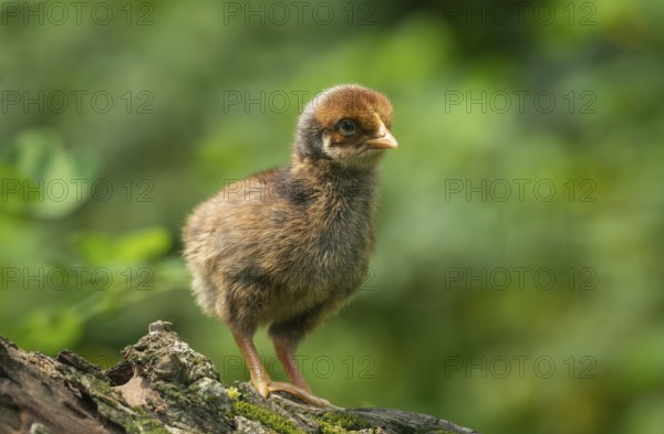 Newborn chicken standing on a tree