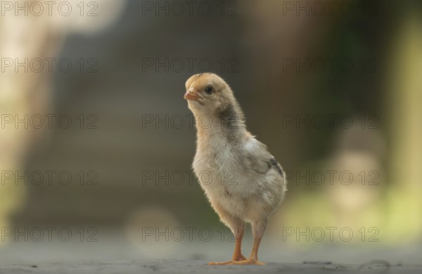 A newborn chicken in the yard