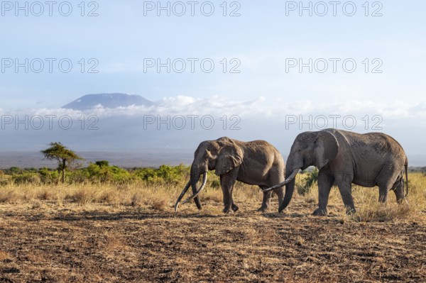 Two African elephants (Loxodonta africana) in a picturesque savanna landscape with the summit of Mount Kilimanjaro, the famous Super Tusker elephant Craig with his friend Pascal, old male with long tusks, in the evening light, Kajiado County, Kenya