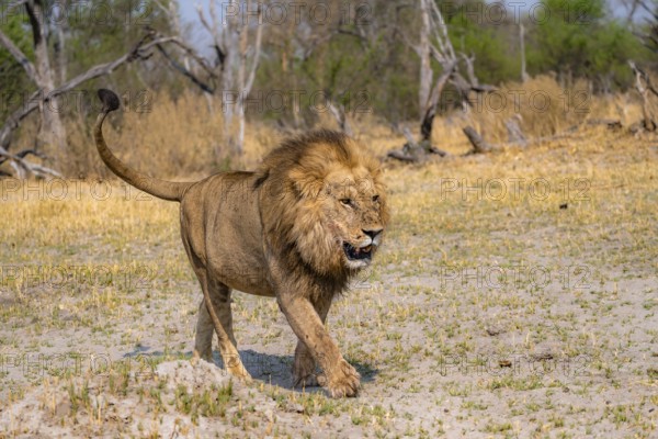 Lion (Panthera leo), adult male walking, Moremi Game Reserve, Botswana