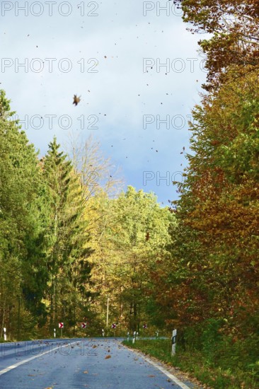 Car Road in autumn, autumn leaves, Germany
