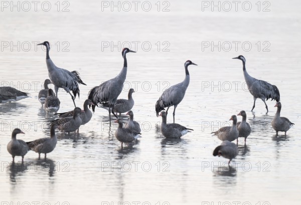 Cranes (Grus grus), cranes and gray geese (Anser anser) stand in the shallow water zone of a lake, haze, fog, Lower Saxony, Germany