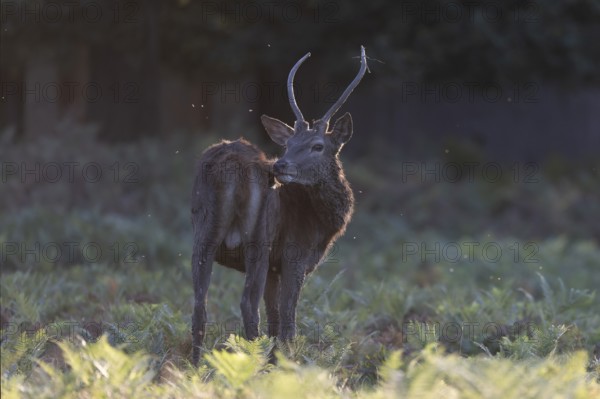 Red deer at the rutting 2025, London, Great Britain