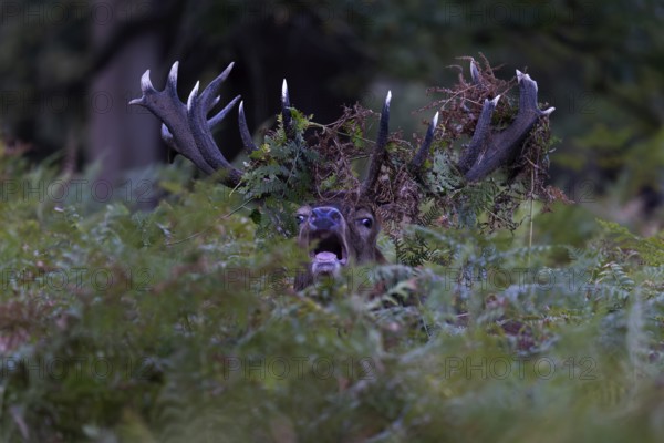 Red deer at the rutting 2025, London, Great Britain