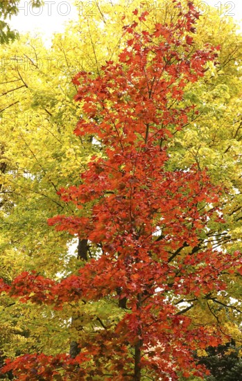 Autumn colors, Golden October, Germany
