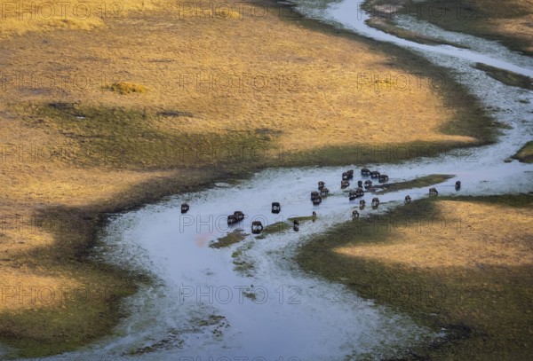Kaffir buffalo (Syncerus caffer caffer), flock in river, aerial view, Okavango Delta, Botswana