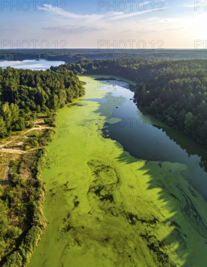Green algae on the lake. Aerial view of nature, landscape with hills and forest in summer, cloudy sky, golden light at sunset, AI generated