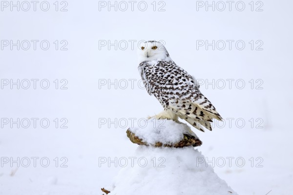 Snowy owl (Nyctea scandiaca), snowy owl, adult, alert, in snow, perch, in winter, Bohemian Forest, Czech Republic, Europe, Germany, captive