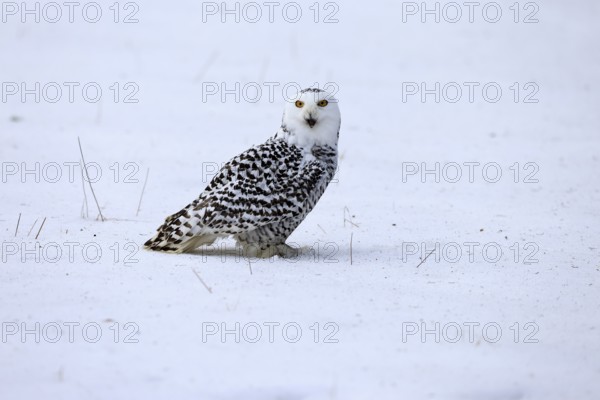 Snowy owl (Nyctea scandiaca), snowy owl, adult, alert, in snow, foraging, in winter, Bohemian Forest, Czech Republic, Europe, Germany, captive