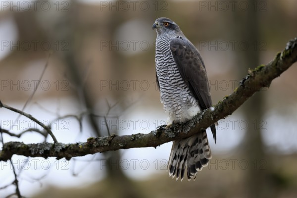 Hawk (Astur gentilis), adult, female, on tree, in winter, alert, Bohemian Forest, Czech Republic, Europe, Germany