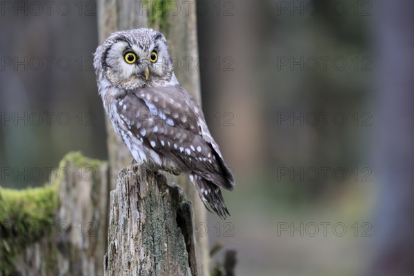 Roughfoot owl (Aegolius funereus), groufoot owl, adult, perch, alert, in winter, Bohemian Forest, Czech Republic, Europe, Germany