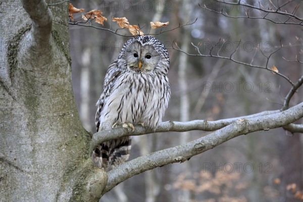 Hawk owl (Strix uralensis), adult, in winter, on tree, Bohemian Forest, Czech Republic, Europe, Germany