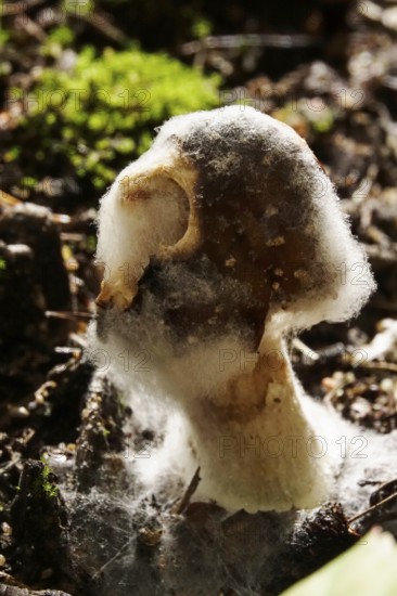 Autumn time in the forest, October, Pilz, Germany