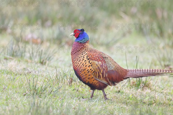Pheasant, hunting pheasant (Phasianus colchicus), adult male bird in a meadow, wildlife, lembruch, ox moor, Dümmer nature park Park, Lower Saxony, Germany