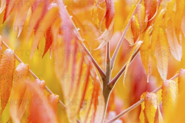 Vinegar tree (Rhus typhina) in autumn colors, autumn, Krauchenwies, Upper Danube nature park Park, Baden-Württemberg, Germany