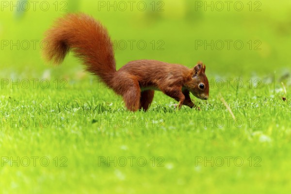 Squirrel (Sciurus vulgaris), wildlife, Germany
