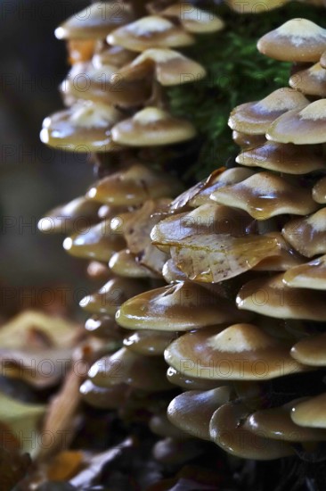 Autumn time, mushrooms in the forest, October, Germany