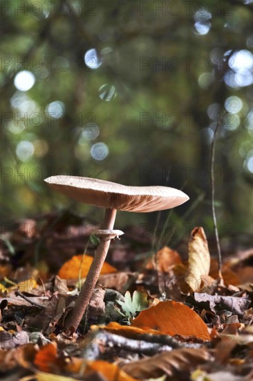 Autumn time, mushroom in the forest, October, Germany