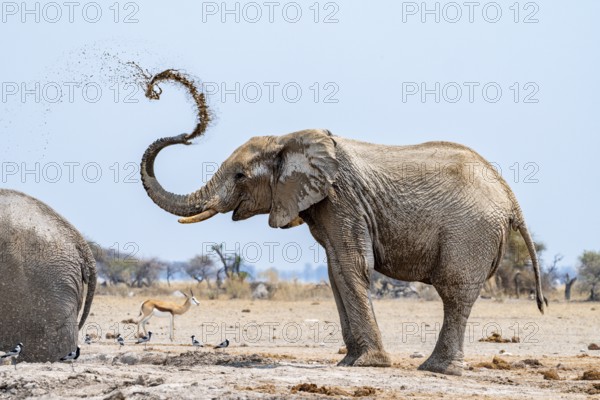 African elephant (Loxodonta africana), adult male, splashes water at the waterhole, Nxai Pan National Park, Botswana