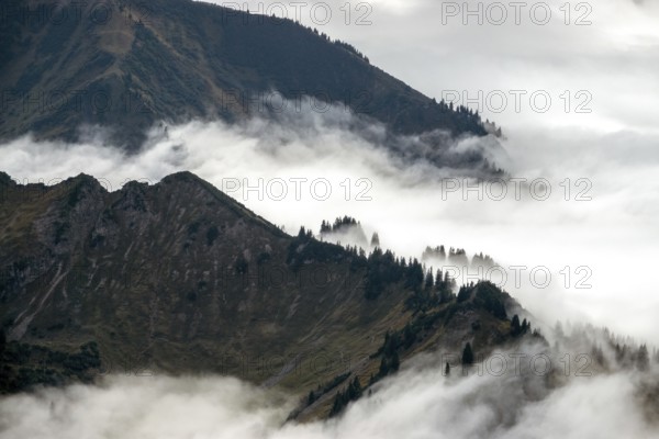 Ridge with conifers sticking out of fog, Allgäu Alps, near Oberstdorf, Oberallgäu, Allgäu, Bavaria, Germany